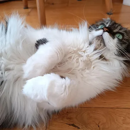 With A Cat Apartment