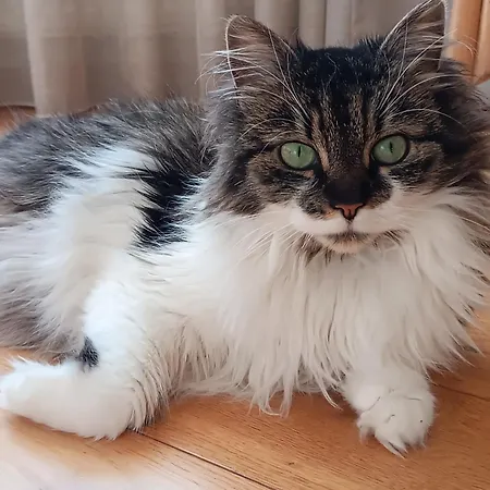 Apartment With A Cat